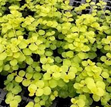 Marsilea hirsuta BUKET