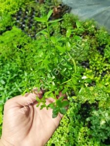 Bacopa monnieri EX VITRO PLUS