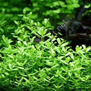 Bacopa monnieri EX VITRO PLUS