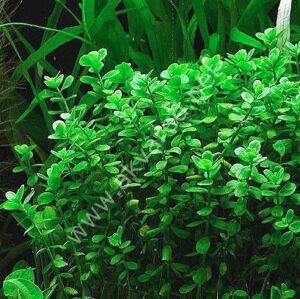 Bacopa monnieri EX VITRO PLUS
