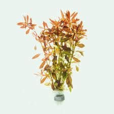 Ludwigia brevipes BUKET 