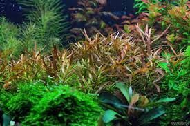 Ludwigia brevipes BUKET