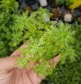 Hottonia palustris BUKET 