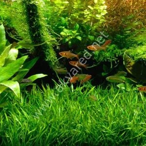 Lilaeopsis brasiliensis  Premium POT