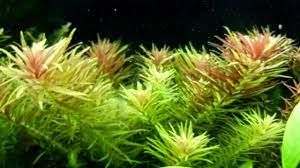 Limnophila aromatica BUKET