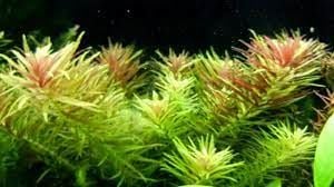 Limnophila aromatica BUKET
