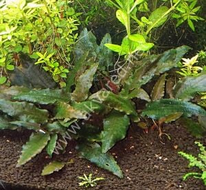 Cryptocoryne wendtii brown Premium POT