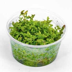 Rotala indica red IN VITRO CUP