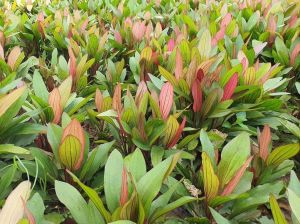 Echinodorus hybrid ADET