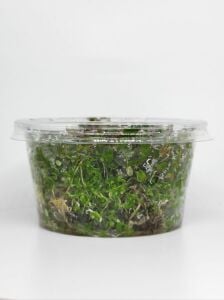 Rotala indica red IN VITRO CUP