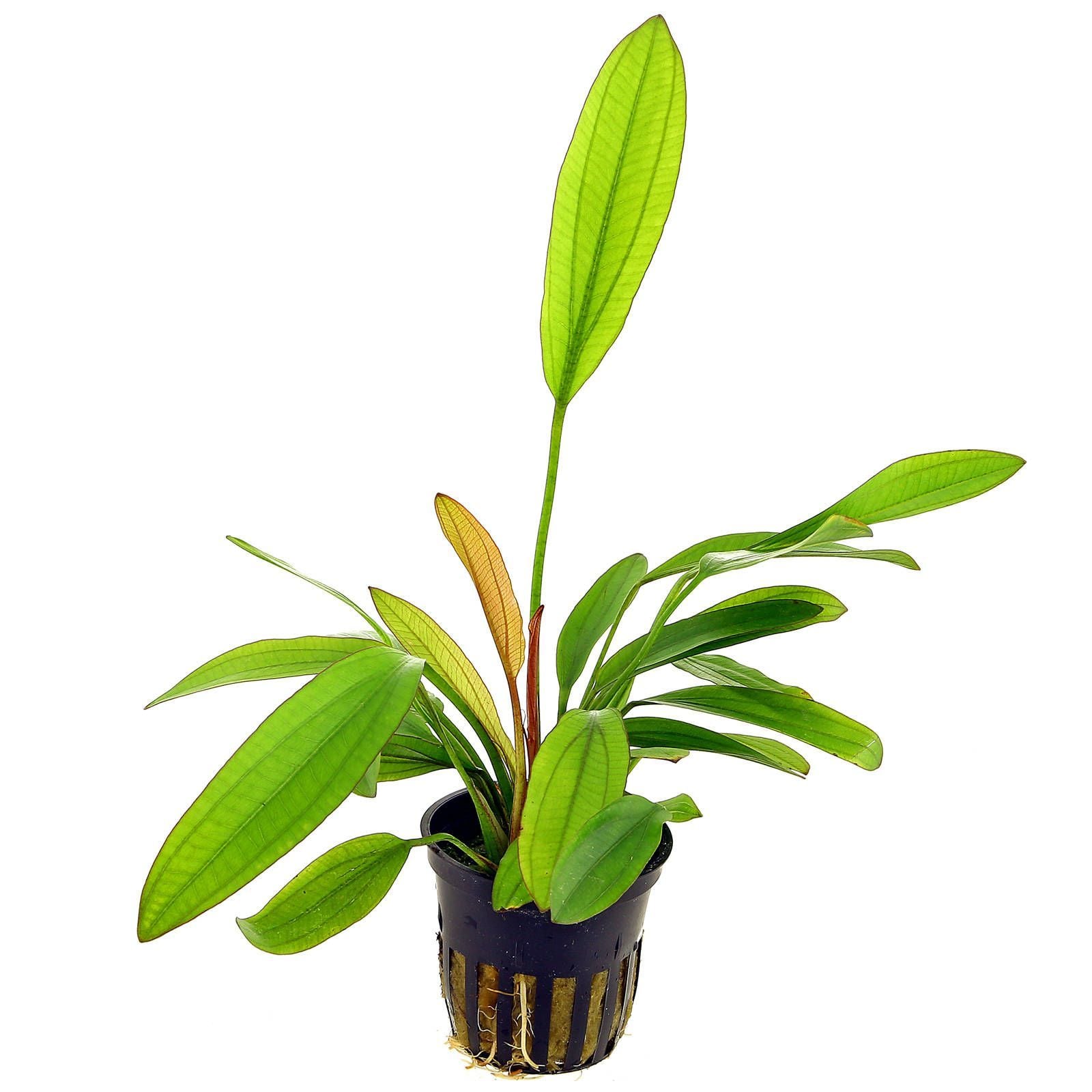 Echinodorus red special ADET ÖN SİPARİŞ