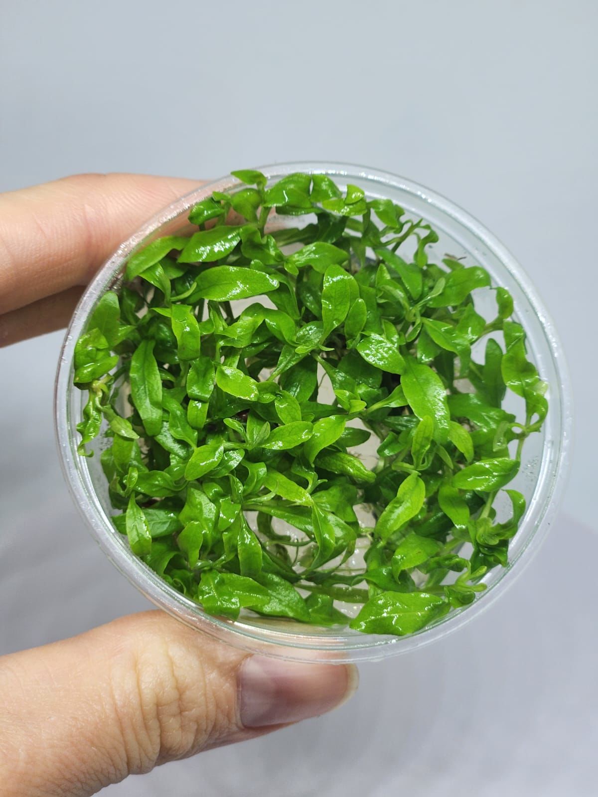 Hygrophila rosanervis IN VITRO CUP