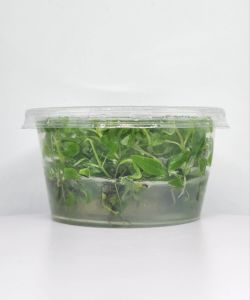 Hygrophila rosanervis IN VITRO CUP