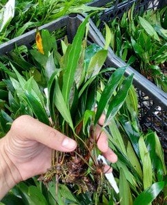 Anubias afzelii ADET