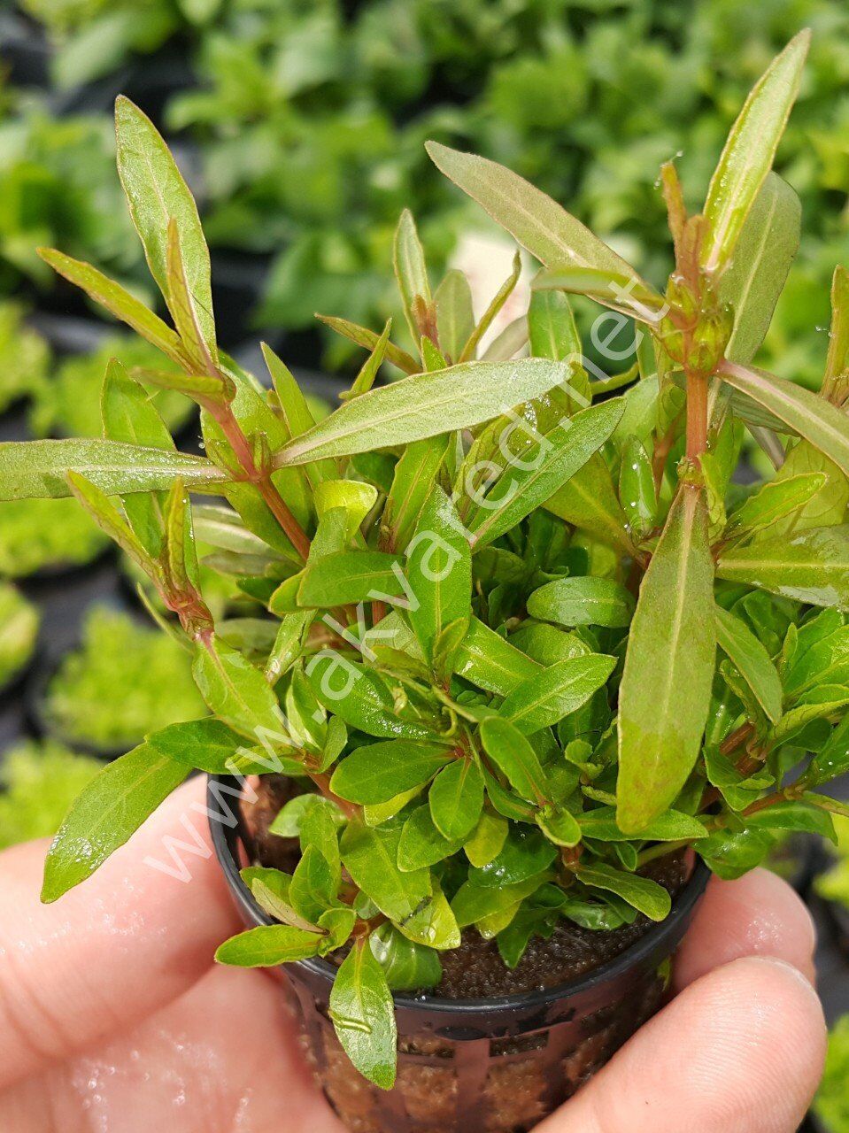 Hygrophila araguaia  Premium POT