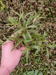 Hygrophila araguaia  Premium POT