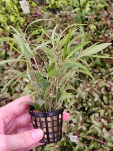 Hygrophila araguaia  Premium POT