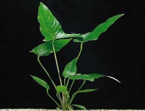 Anubias hastifolia ADET