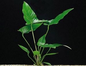 Anubias hastifolia ADET ÖN SİPARİŞ
