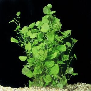 Cardamine lyrata  Premium POT