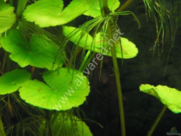 Hydrocotyle leucocephala BUKET