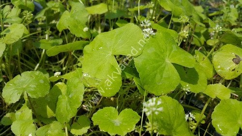 Hydrocotyle leucocephala BUKET 