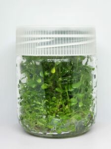 Bacopa amplexicaulis IN VITRO JAR (KAVANOZ)