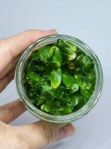 Bacopa amplexicaulis IN VITRO JAR (KAVANOZ)