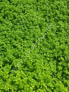Hemianthus callitrichoides cuba EX VITRO PLUS