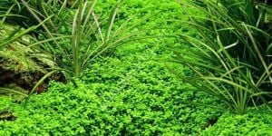 Hemianthus callitrichoides cuba EX VITRO PLUS