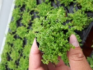 Hemianthus callitrichoides cuba EX VITRO PLUS