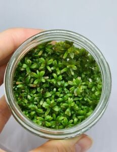 Rotala orange juice  IN VITRO JAR (KAVANOZ)