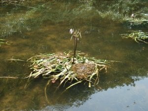 Crinum thaianum (Soğan) ADET