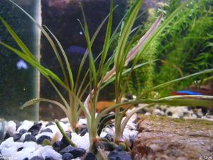 Cryptocoryne albida brown BUKET