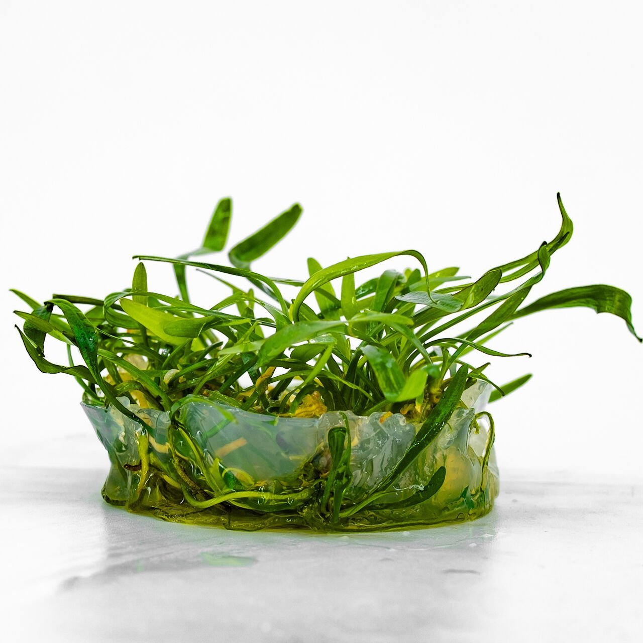 Cryptocoryne lucens IN VITRO CUP