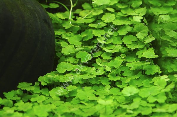 Hydrocotyle sibthorpioides SAKSI