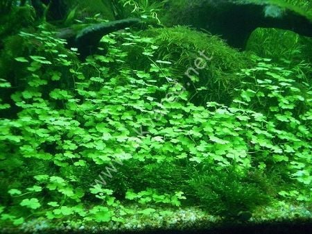Hydrocotyle sibthorpioides SAKSI