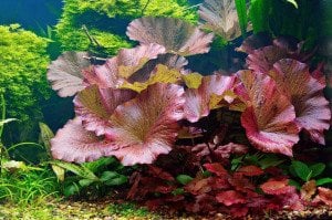 Nymphaea zenkeri red-green / Nilüfer (Yumru) ADET