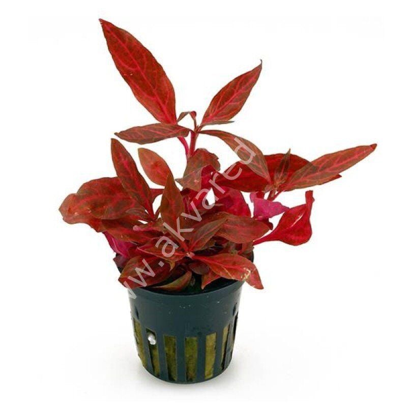 Alternanthera rosanervig Premium POT