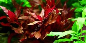 Alternanthera rosanervig Premium POT