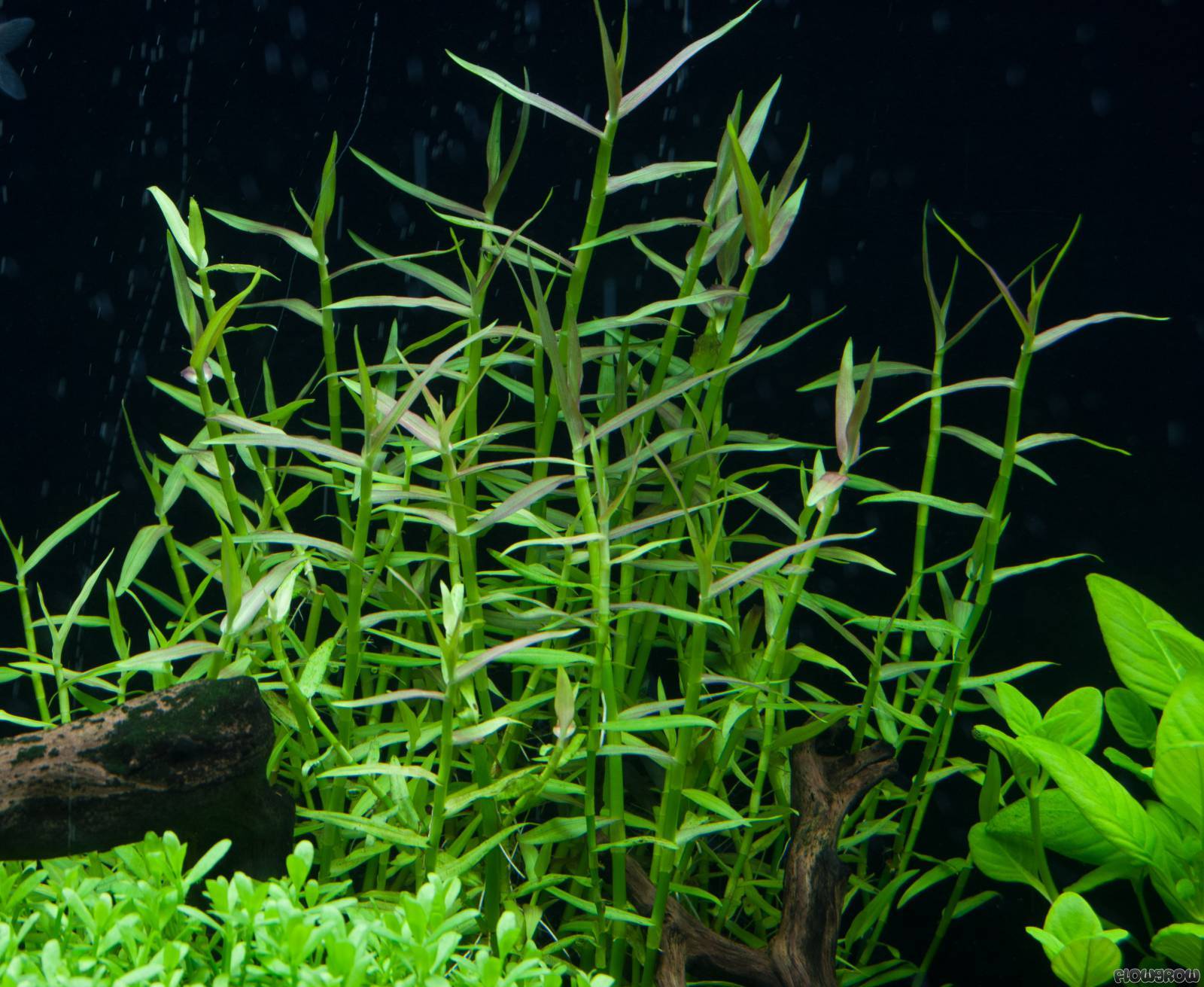 Murdannia keisak BUKET