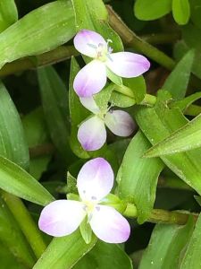 Murdannia keisak BUKET