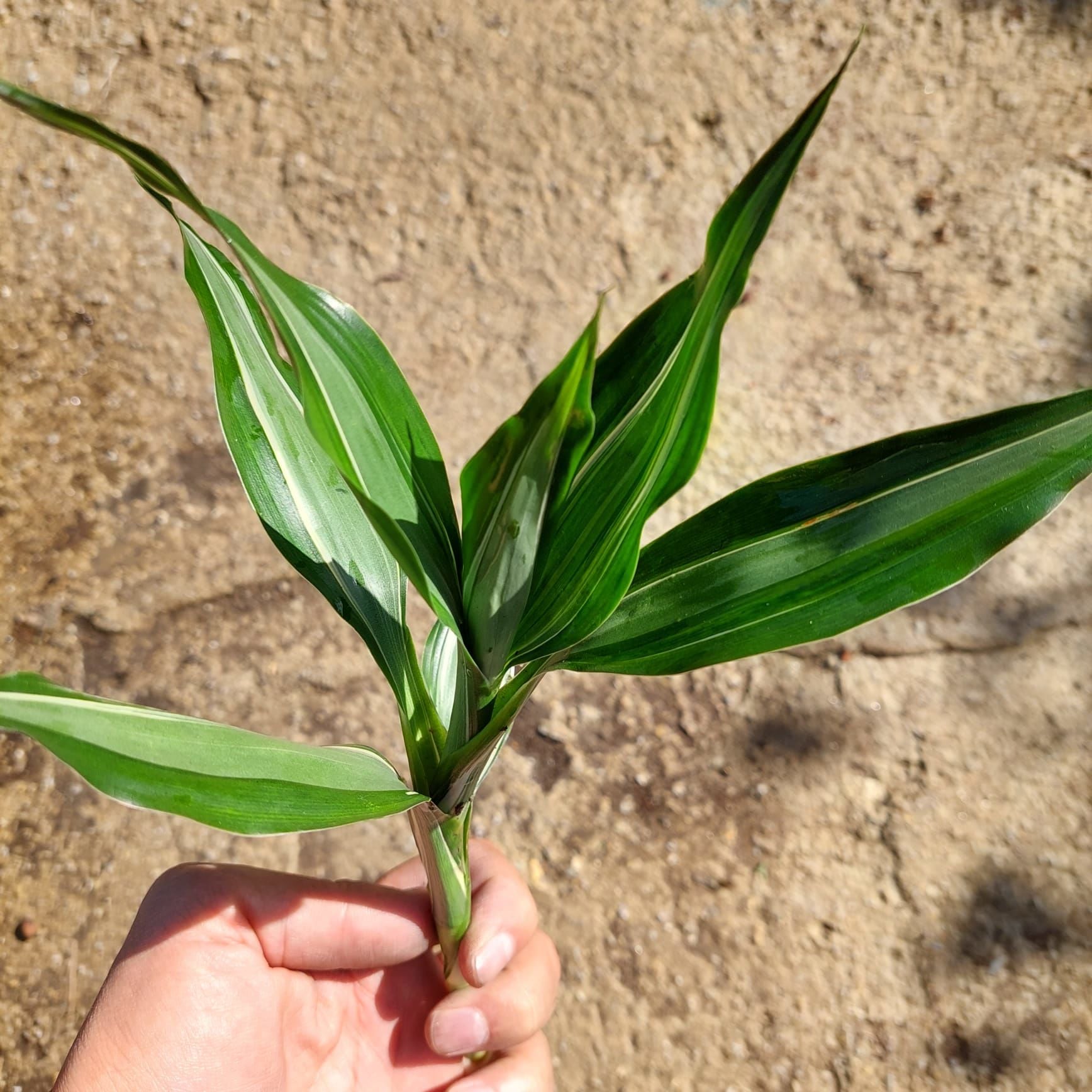 Dracaena deremensis striped