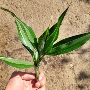 Dracaena deremensis striped BUKET