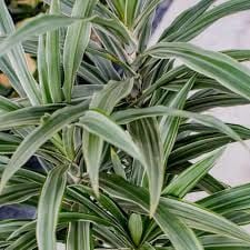 Dracaena deremensis striped