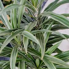 Dracaena deremensis striped