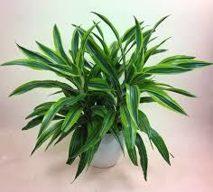 Dracaena deremensis striped BUKET