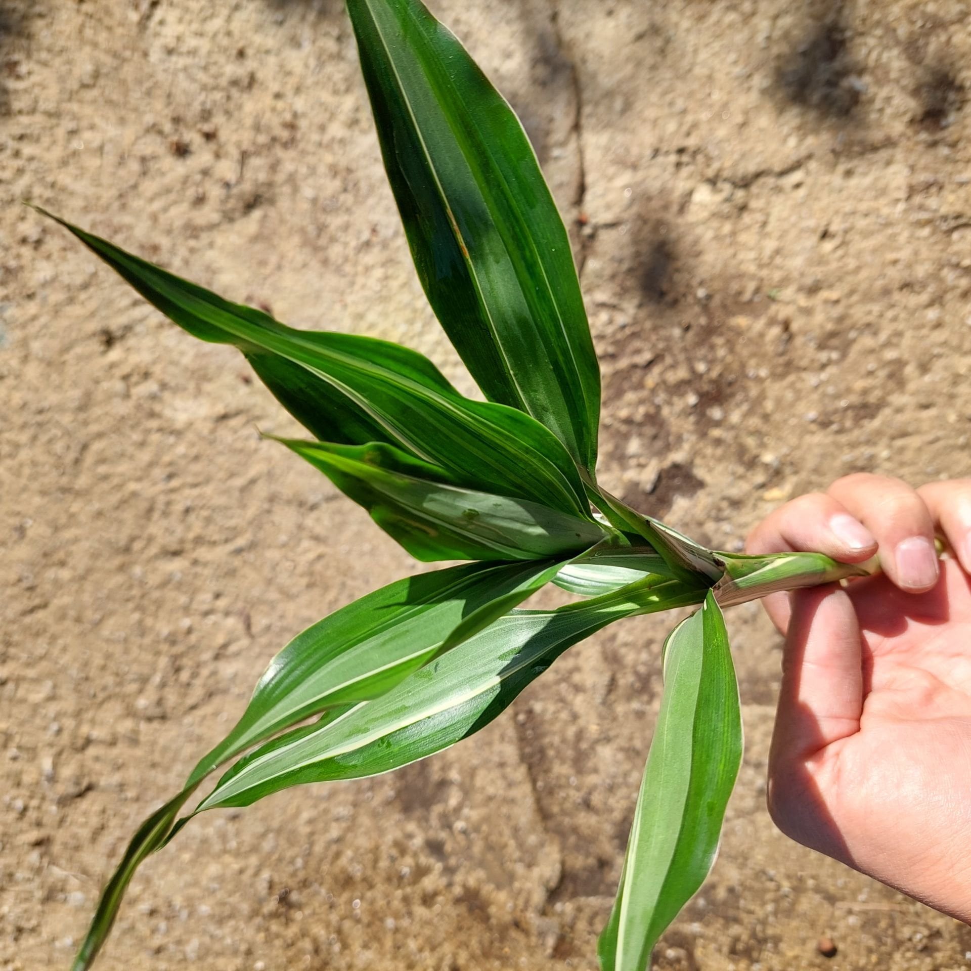 Dracaena variegatus