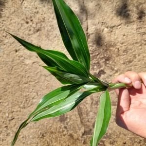 Dracaena variegatus