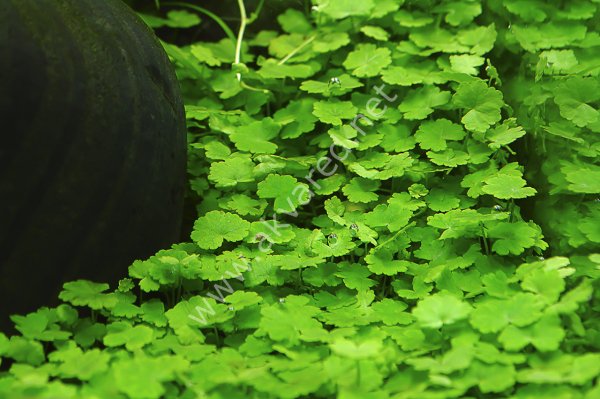 Hydrocotyle sibthorpioides EXVITRO